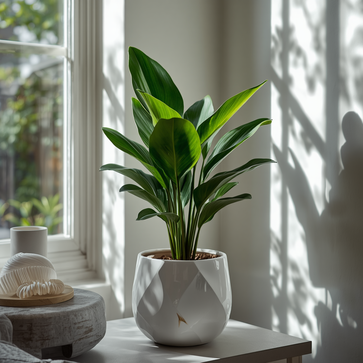 Plants
